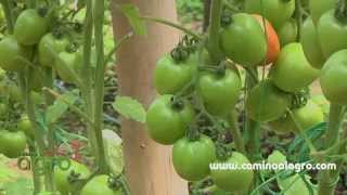 Como producir tomate organico [upl. by Tizes]