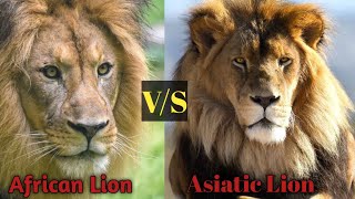 Asiatic Lion vs African Lion । Who Is More Powerful । Alpha Factz [upl. by Amrita]