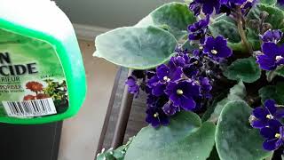 Mealy bugs African Violet Identification and treatment [upl. by Chelsy]