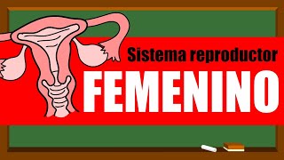 🌸SISTEMA REPRODUCTOR FEMENINO 👩‍🦰❤🌸 Órganos internos [upl. by Oneg997]