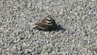 Killdeer broken wing act [upl. by Yesor]