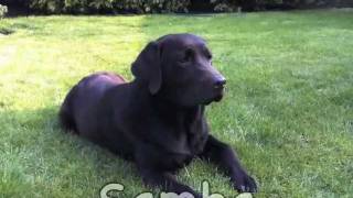 My Beautiful Chocolate Labrador  Samba [upl. by Garin696]