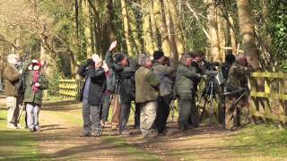 Twitchers bird watchers Lynford Arboretum UK 22mar15 1247p [upl. by Atinrev]