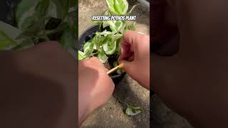 resetting pothos [upl. by Alenas617]