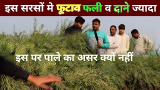 सरसों की खेती कैसे करें sarson ki kheti kaise karen how to grow mustered mustered farming [upl. by Fiden]