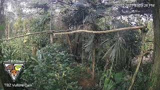 The Belize Zoo Live Cam [upl. by Dedra]