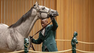 Keeneland September Sale quotThe largest and most important thoroughbred auction in the worldquot [upl. by Juditha]