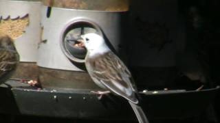 Leucistic White Head Sparrow [upl. by Siouxie]