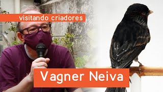 Visitando Criadores – Vagner Neiva do Criadouro Marvado pioneiro do canário ônix no Brasil [upl. by Oicnanev]