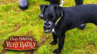 Patterdale Terrier Sandy cant control herself around other dogs [upl. by Taryne227]