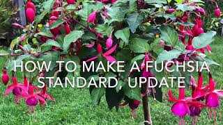 How to Make a Fuchsia Standard Part 2 How to Train a Fuchsia Get Gardening [upl. by Doownelg]