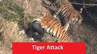 latest tiger attack in India [upl. by Ado]