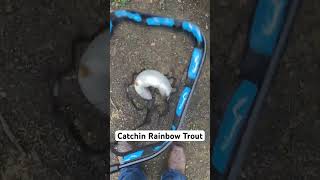 Catching Rainbow Trout At Lake Chabot troutfishing rainbowtrout lakechabot fishing fish trout [upl. by Alejandrina]