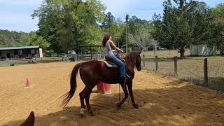 Barrels with transitions post trot to sit jog [upl. by Notsecnirp]