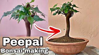 Peepal bonsai in 4 Minutes How to Make peepal bonsai fast and easy Ficus religiosa Bonsai [upl. by Zitvaa]