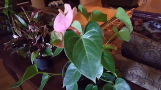 How to take care of an Anthurium Plant  Donna Joshi [upl. by Siuoleoj267]