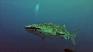 Tubbataha Sulu Sea Philippines Incredible Diving 2 7K [upl. by Mckee]