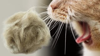 Does Your Cat Have Hairballs Watch This Video [upl. by Alphard]