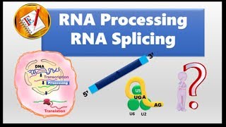 RNA splicing and Spliceosome [upl. by Kerin]