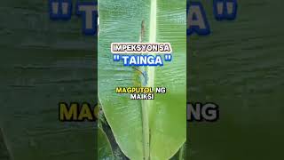 Home remedies sa may infection sa taingaherbalmedicine [upl. by River]