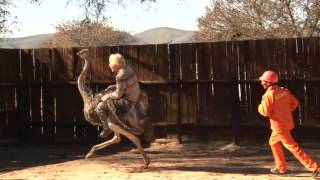 Tim Charody goes ostrich riding [upl. by Anaimad]