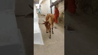 Meri gaiya aati hai mujhko doodh pilati h cow gaiyameri merigaiya gaiyamerigaiya gaiyameriaatih [upl. by Traweek]