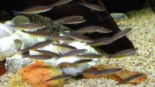 Cyprichromis Leptosoma Jumbo Tricolor Blackfin collected at Chaitika Zambia [upl. by Lav]