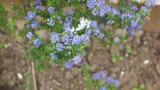 Beautiful blue Ceanothus plant [upl. by Laney]