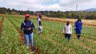 Garlic production in Zimbabwe Blacken hill Troute Beck Nyanga [upl. by Yorle]