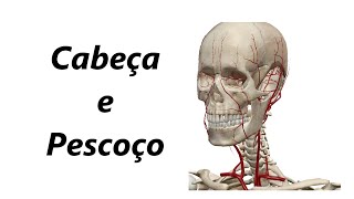 Anatomia das Artérias em 3D  Cabeça e Pescoço [upl. by Nagar]