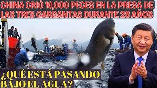 ¿28 Años De Protección Pueden Convertir Peces En GigantesIncreíble Historia Del Embalse 3 Gargantas [upl. by Dennie]