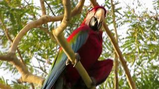 Macaws in Brazil in the wild [upl. by Nilla]