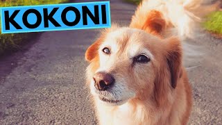 Kokoni Dog Breed  Facts and Information [upl. by Daniella]