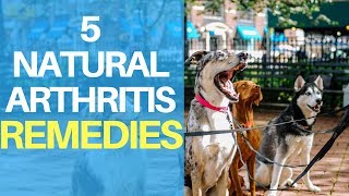 Natural Remedies For Dog Arthritis Pain Top 5 Quick Treatments [upl. by Ailimaj]