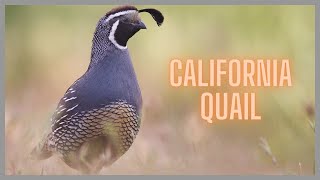 California quail call amp sound [upl. by Jenks]