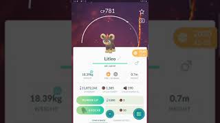 Litleo  Pyroar Evolution Pokemon go [upl. by Wivinia861]