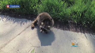 2nd Raccoon Tests Positive Rabies Alert Extended In SW MiamiDade [upl. by Gona]