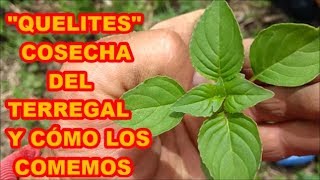 QUELITES GRATIS COSECHA Y PREPARACIÓN DE ALIMENTO 🍀🍀🍵🍵 HIERBA PRODIGIOSA [upl. by Yelbmik]