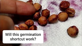 Trying to grow cherry trees fast from seed a germination experiment [upl. by Namwob]