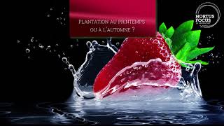 Conseil dexperts  comment planter les fraisiers [upl. by Anawyt]