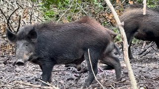 CRAZIEST WILD BOAR HUNT EVER CHARGED BY BOAR AND HAD TO MAKE A DECISION [upl. by Retsevlis876]