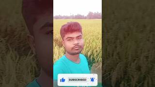 সোনার ফসল shortvideo love song video crop fruitpaddy [upl. by Hobard128]