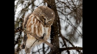 Northern Sawwhet Owl [upl. by Adelaide]