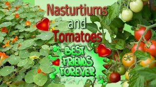 Nasturtiums and Tomatoes Best Companion Plants [upl. by Ecaidnac]