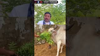 थनों में खून आना छिछड़ आना थनैला Mastitis ठीक करने का No1 देशी नुस्खा  Vicky Pansari 📞8222057532 [upl. by Notsehc]