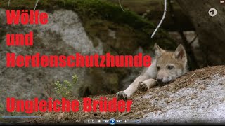 Wölfe und Herdenschutzhunde  Ungleiche Brüder [upl. by Neeven146]