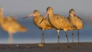 How Nature Works Barrier Island Foraging Strategies [upl. by Yrem]