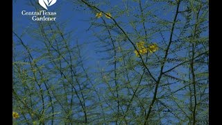 Desert Museum Palo Verde Oak tree problems  Daphne Richards Central Texas Gardener [upl. by Naitirb]