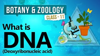 What is DNA deoxyribonucleic acid  Biochemistry of Cell  Biology Class 11 [upl. by Ibur]