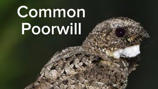 Unusual Common Poorwill [upl. by Barth376]